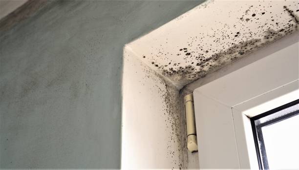 Best Crawl Space Mold Remediation  in Spanish Lake, MO