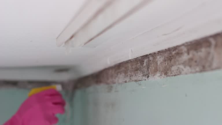 Spanish Lake, MO Mold Removal Company